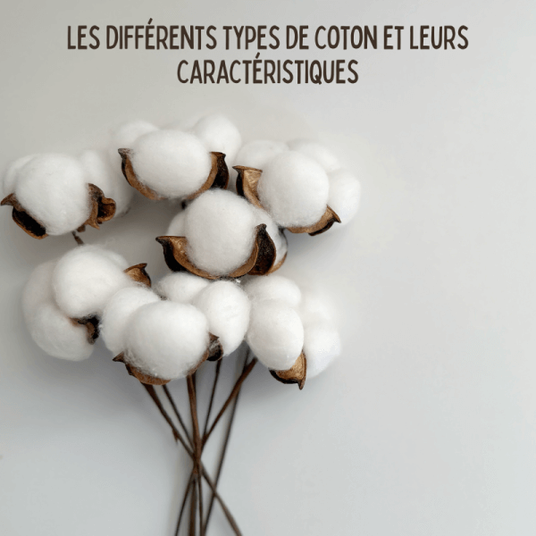 Les différents types de coton et leurs caractéristiques